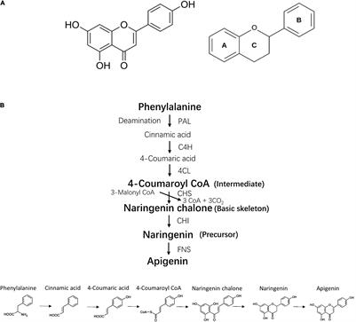 Protective Roles of Apigenin Against Cardiometabolic Diseases: A Systematic Review